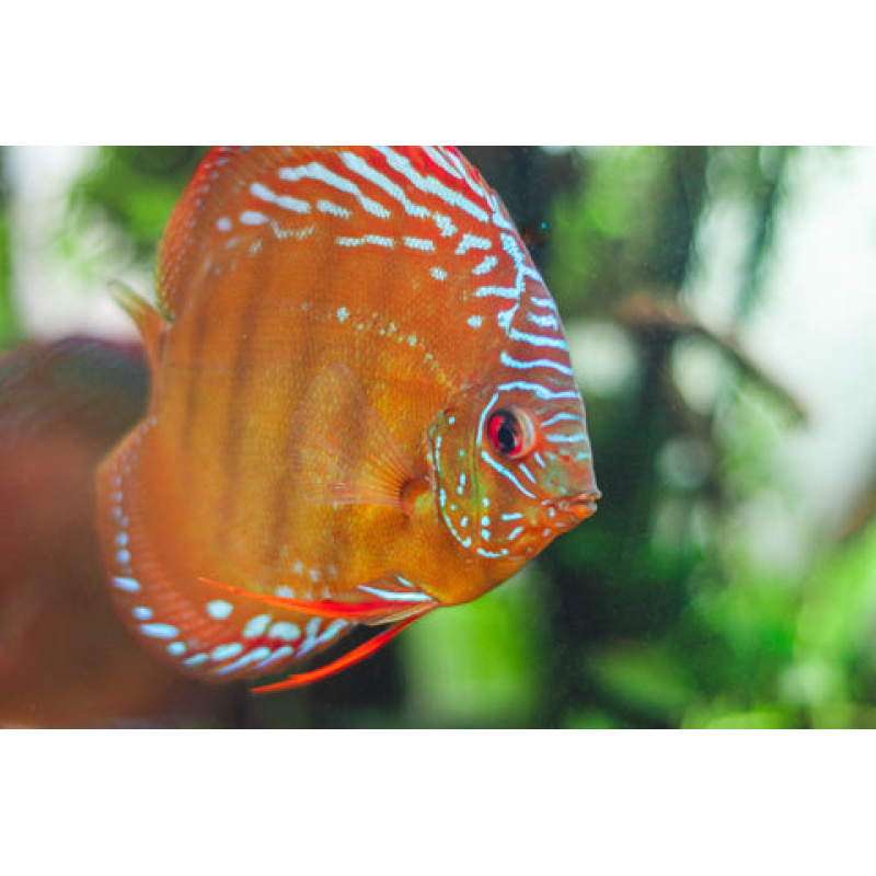 Discus Curipera 6-8 cm - Aquatantan.dk