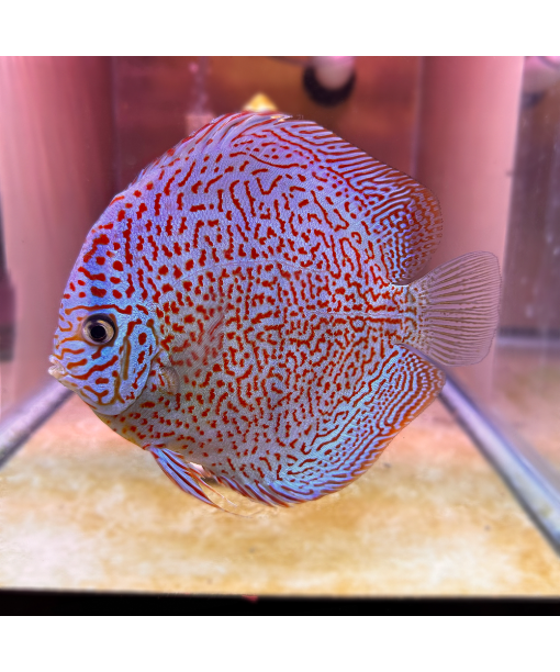 Discus Super pantera leopard 6-8 cm