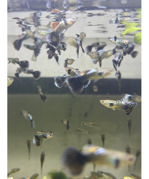 Guppy dumbo blue ears - kun hanner