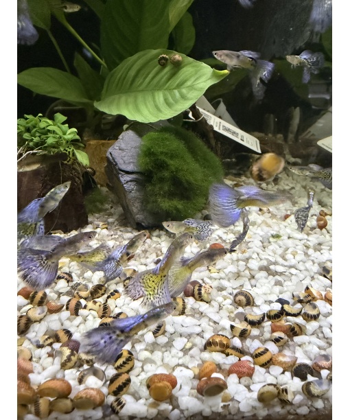 Guppy Purple grass - kun hanner