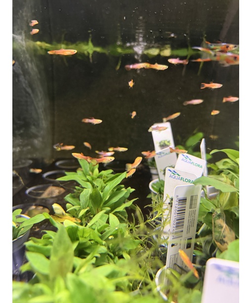 Endler red cobra - kun hanner