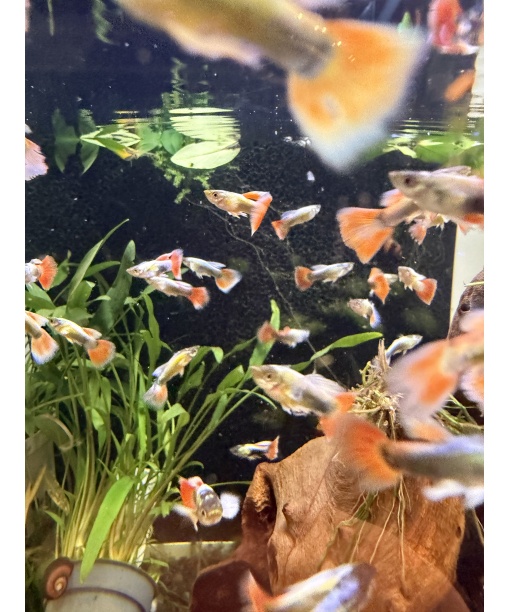 Guppy Dumbo Santa claus - kun hanner