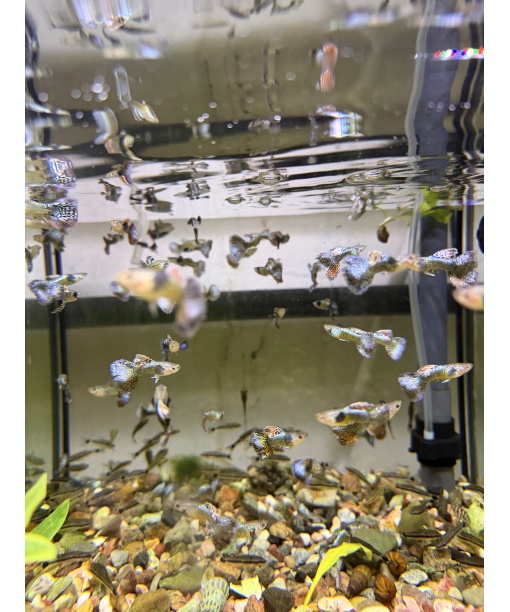 Guppy Luminious leopard - kun hanner