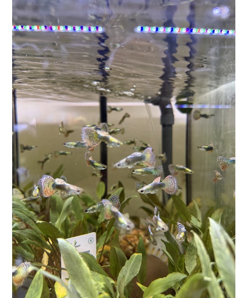 Guppy Dumbo green - kun hanner