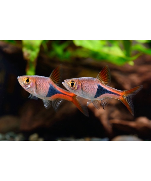 trigonostigma heteromorpha kileplet rasbora