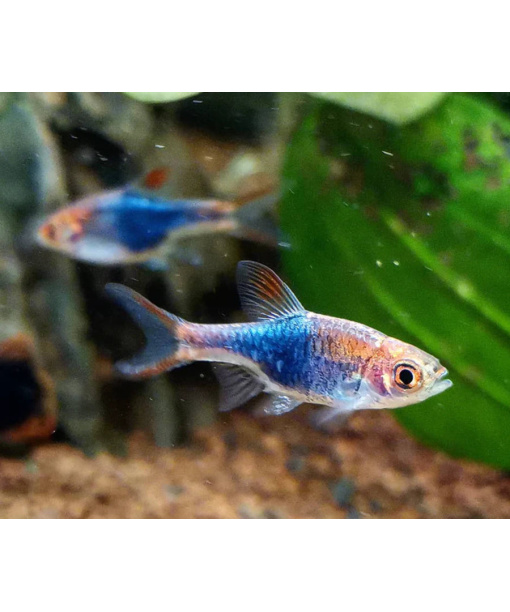 trigonostigma heteromorpha  Kileplet rasbora Lilla