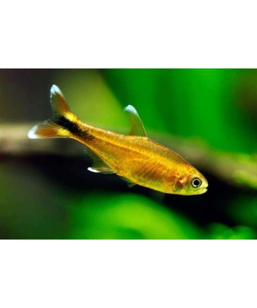 hasemania nana  Kobber tetra