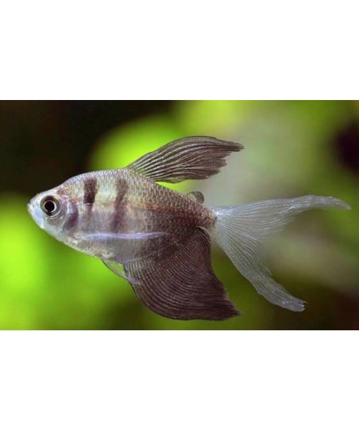 gymnocorymbus ternetzi   sort tetra longfinn