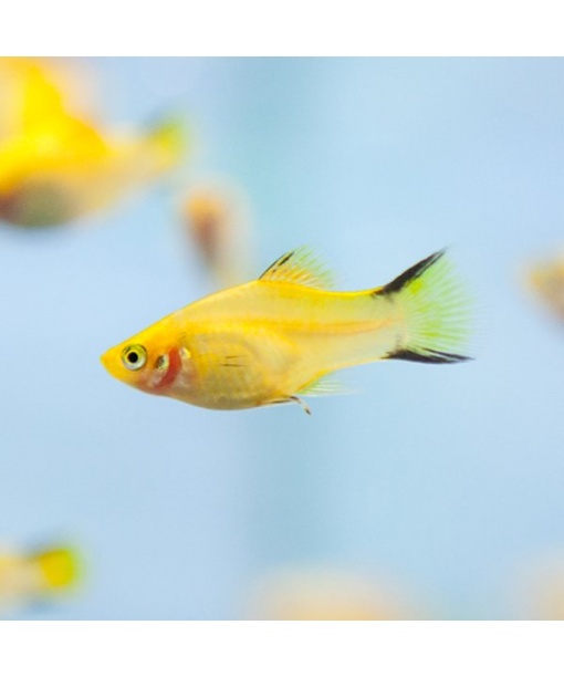 Xip maculatus  Golden comet platy