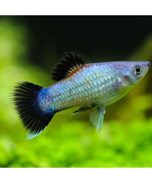 Xip maculatus  Platy sky blue wagtail