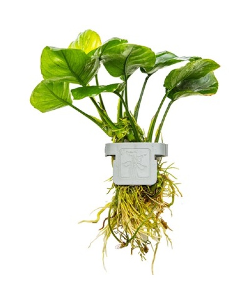 Anubias barteri ’Coin Leaf’ clips