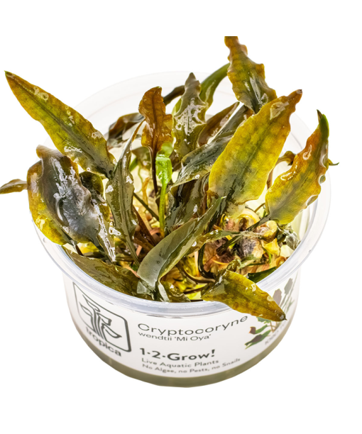 In-vitro Cryptocoryne wendtii 'Mi Oya'