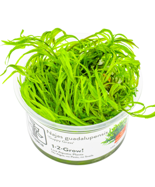 1-2Grow Najas guadalupensis 'Guppy Græs