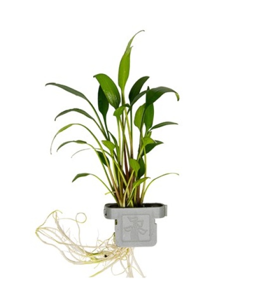 Cryptocoryne x willisii clips