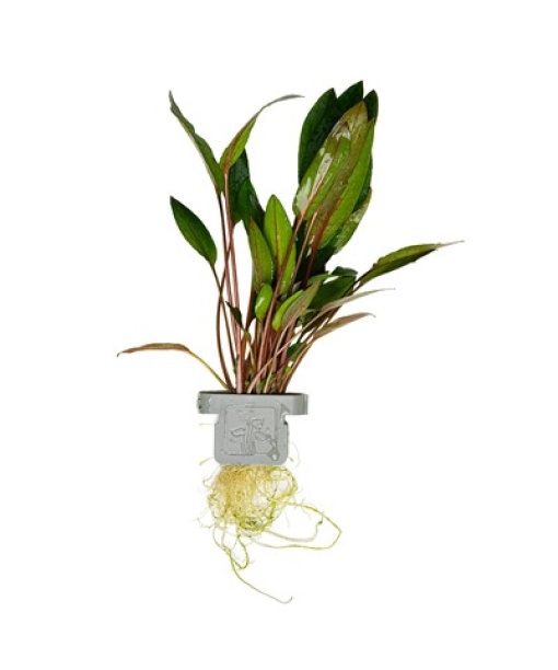 Cryptocoryne beckettii 'Petchii' clips