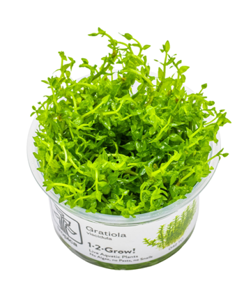 In-vitro Gratiola viscidula