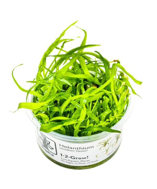 In-vitro Helanthium tenellum 'Green'
