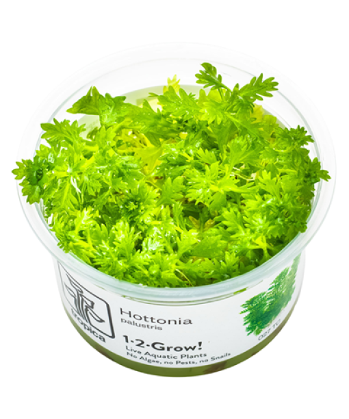 In-vitro Hottonia palustris