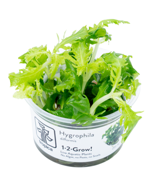 In-vitro Hygrophila difformis