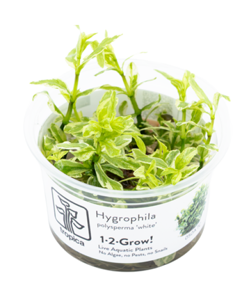 1-2Grow Hygrophila polyspema "white"