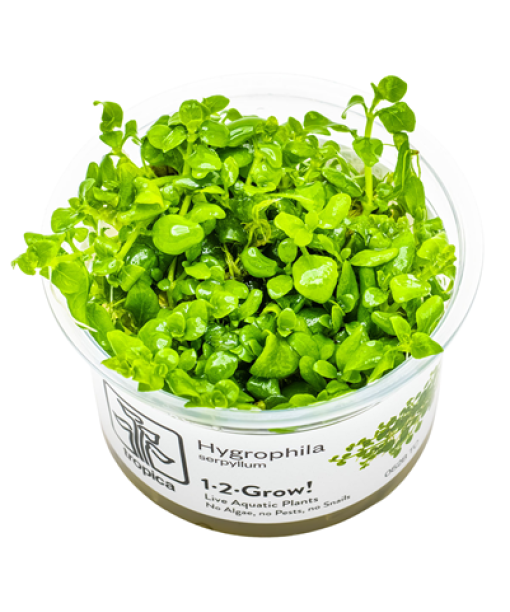 In-vitro Hygrophila serpyllum