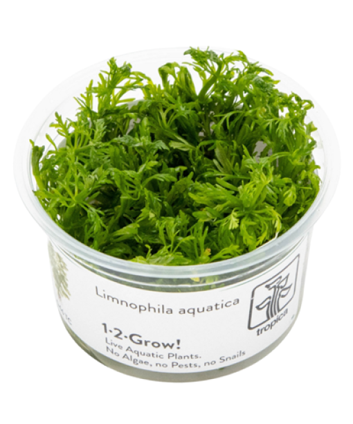 In-vitro Limnophila aquatica