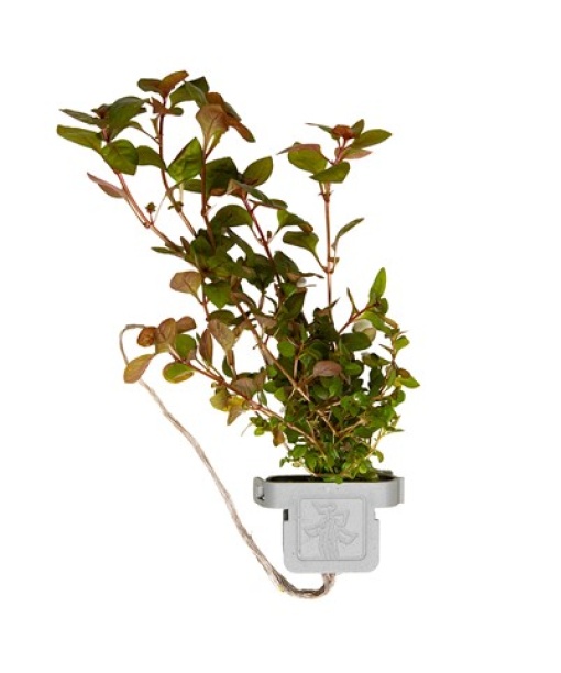 Ludwigia palustris 'Super Red' clips