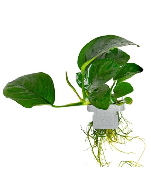 Anubias barteri caladiifolia clips