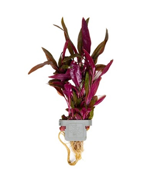 Alternanthera reineckii 'Pink' clips