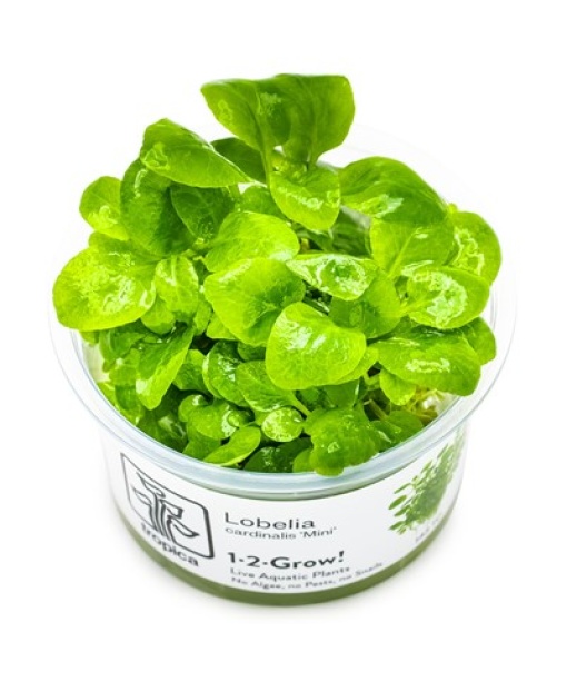 In-vitro Lobelia cardinalis 'Mini'