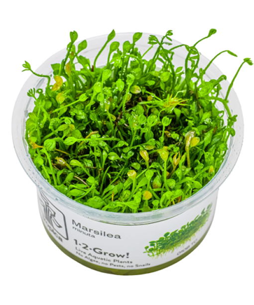 In-vitro Marsilea minuta