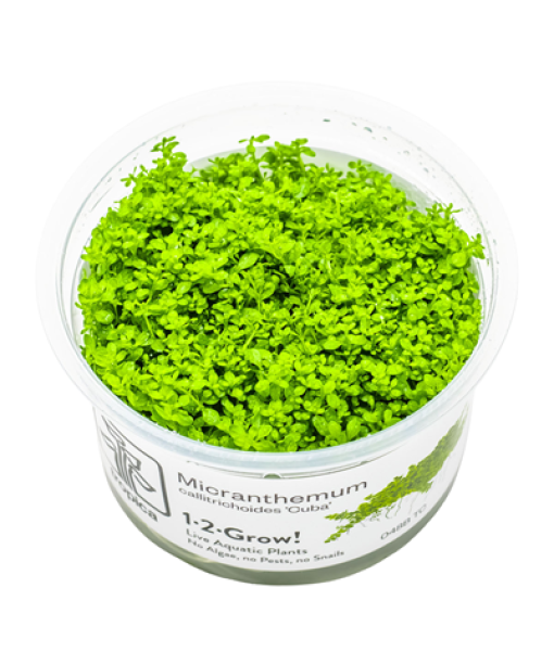 In-vitro Micranthemum callitrichoides 'Cuba'