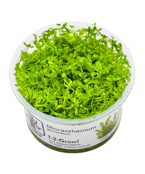 In-vitro Micranthemum glomeratum