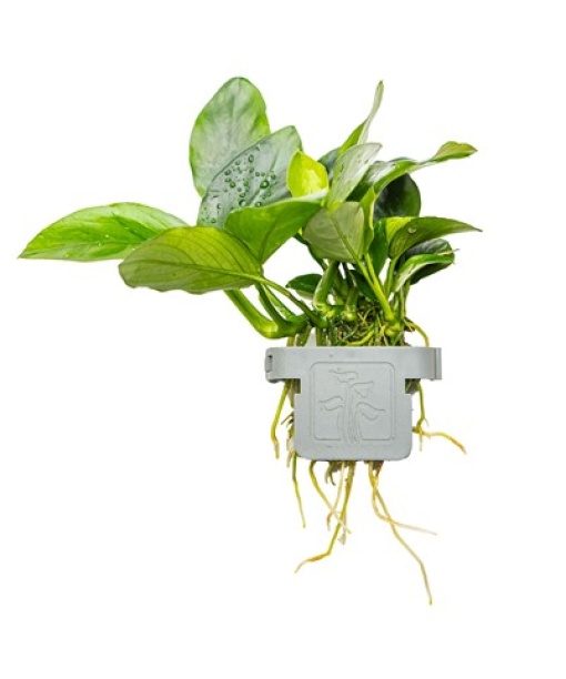 Anubias barteri nana clips