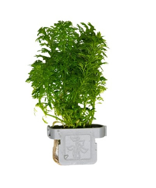 Limnophila sessiliflora clips