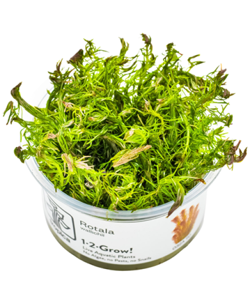 In-vitro Rotala wallichii
