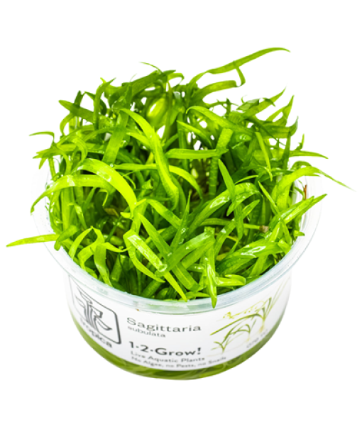 In-vitro Sagittaria subulata