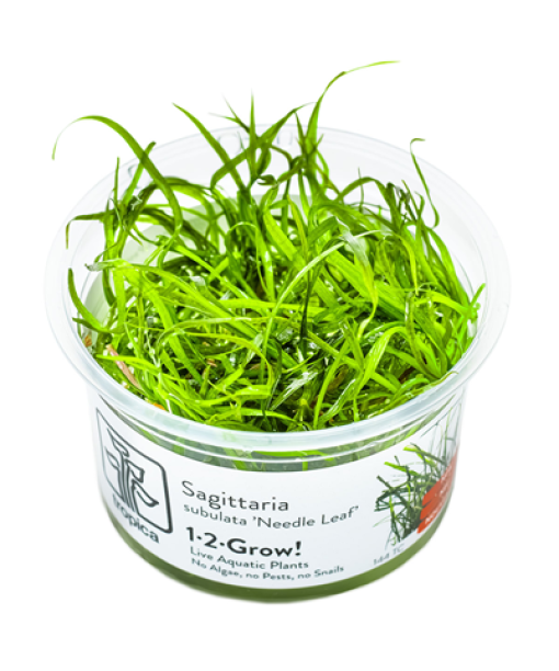 In-vitro Sagittaria subulata 'Needle Leaf'