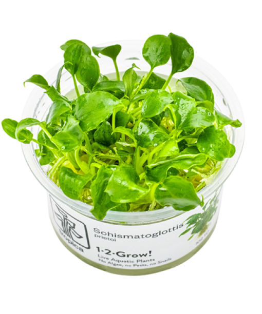 In-vitro Schismatoglottis prietoi