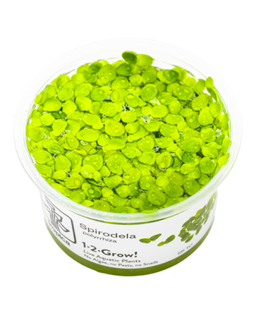 In-vitro Spirodela polyrrhiza
