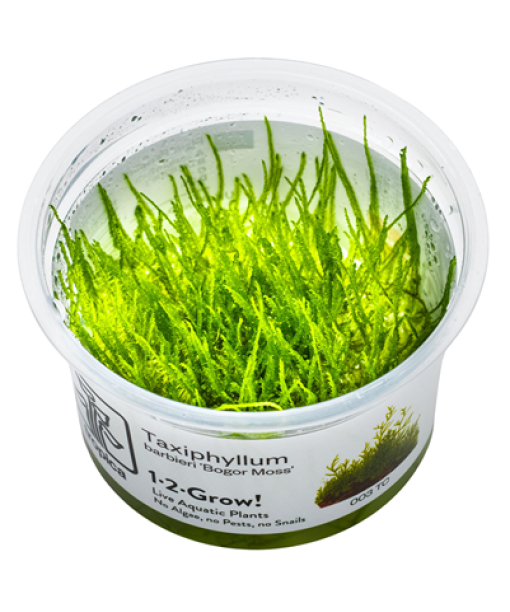 In-vitro Taxiphyllum barbieri 'Bogor Moss'