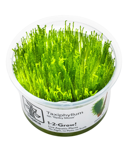 In-vitro Taxiphyllum sp. 'Spiky Moss'
