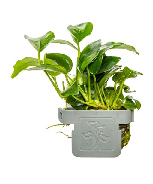Anubias barteri 'Petite' clips
