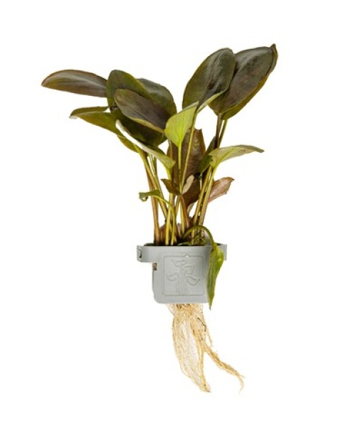 Lagenandra meeboldii 'Red' clips