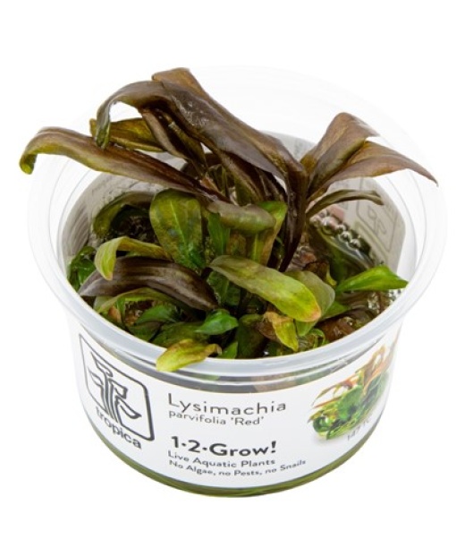 In-vitro Lysimachia parvifolia ‘Red’