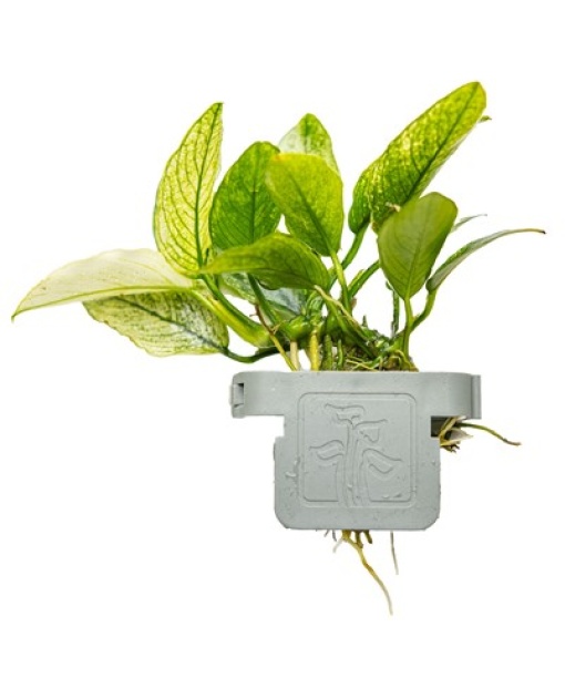 Anubias barteri var. nana ’Pinto’ clips