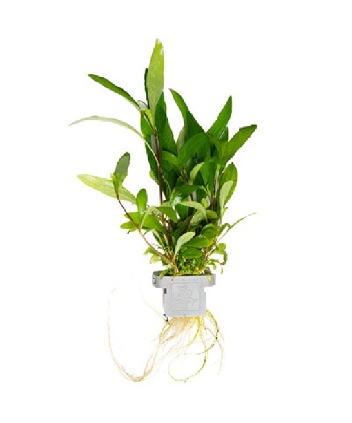 Hygrophila corymbosa 'Siamensis 53B' clips
