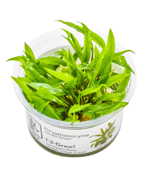 In-vitro Cryptocoryne wendtii 'Green'