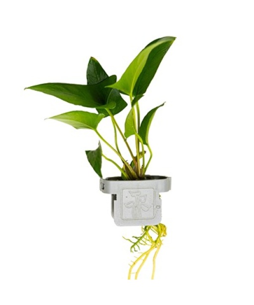 Anubias gracilis clips