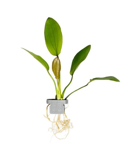 Echinodorus x barthii clips